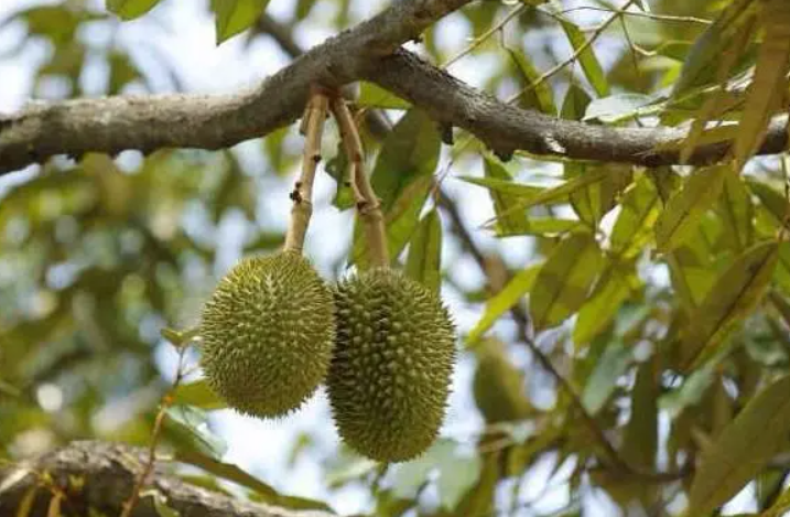 盆栽榴莲树几年结果