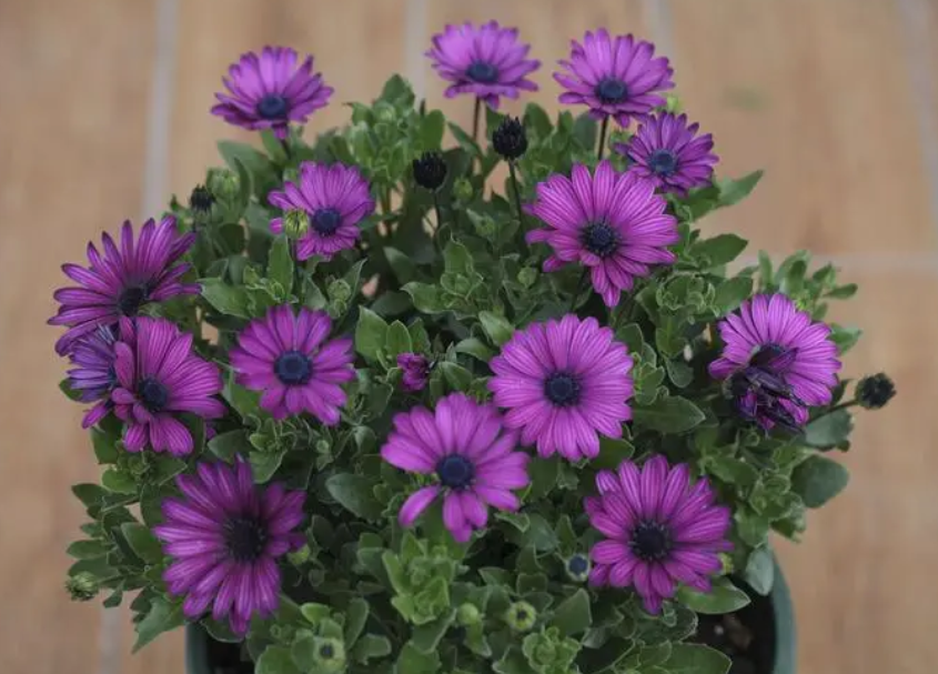 蓝目菊秋天开花吗