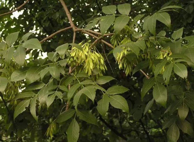 白蜡树冬天会掉叶子吗