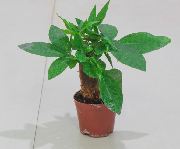 独杆发财树如何发芽快