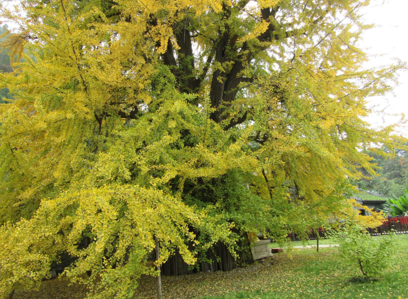 银杏树太高能截主干吗
