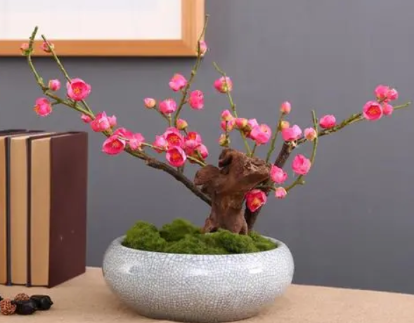 盆栽梅花的养护和管理