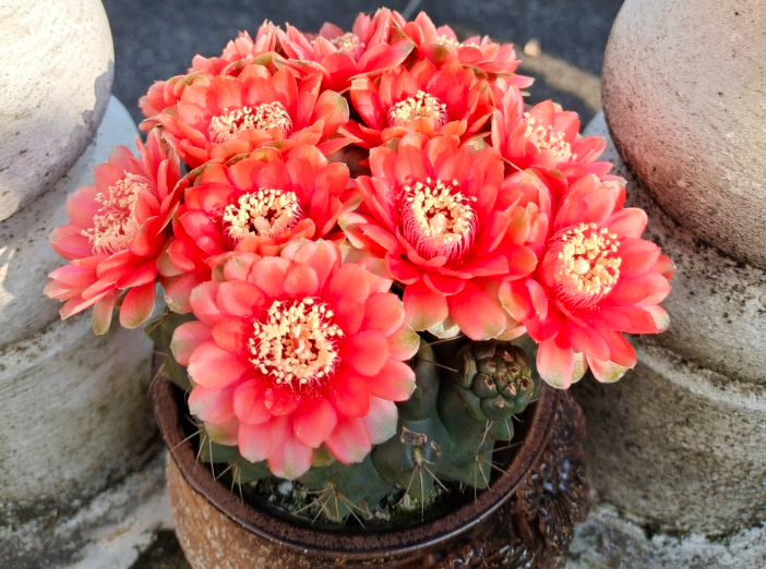 绯花玉仙人球怎么繁殖教程