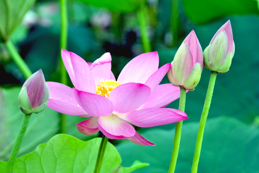 莲花的种植方法及注意事项