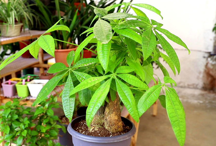 发财树没有叶子了怎么能长出新的