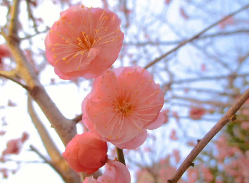 冬天的梅花有叶子吗