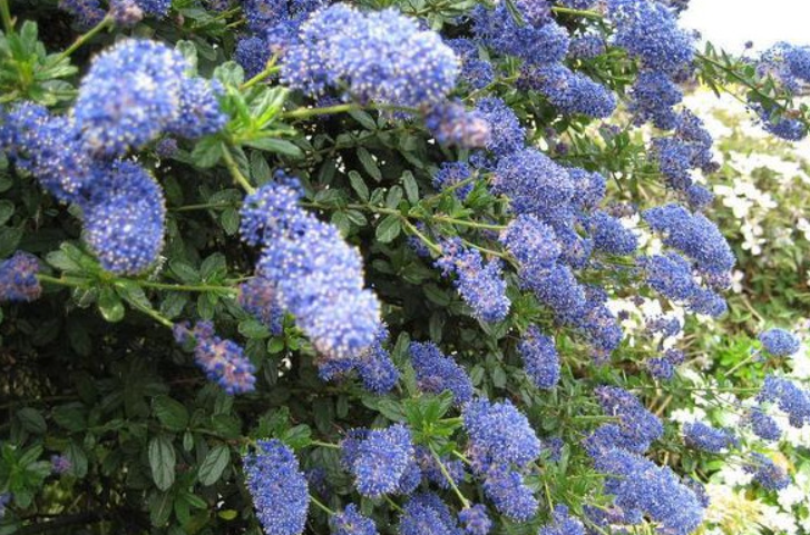 美洲茶一年开几次花