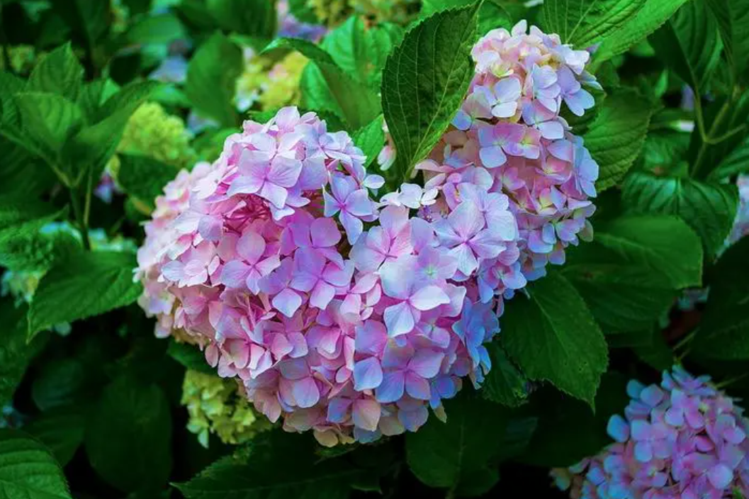 绣球花移栽时间和方法