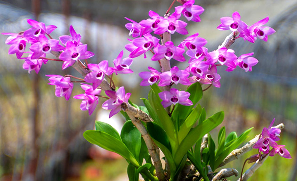 红色花盆种什么花好看