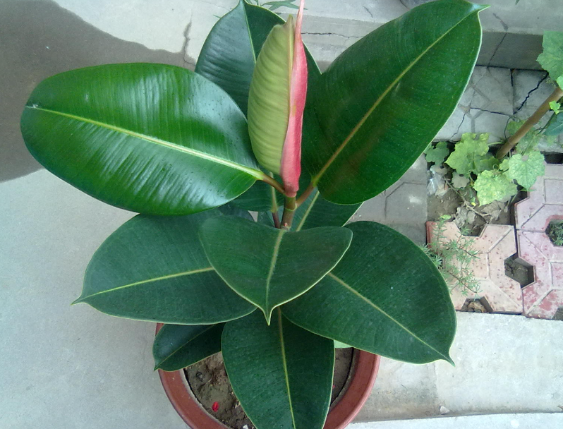 橡皮树的土壤要求