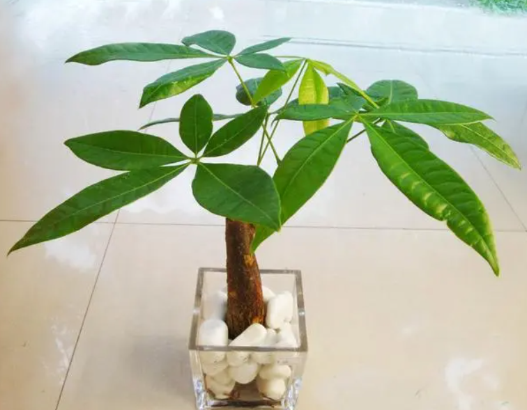 养发财树的好处和坏处