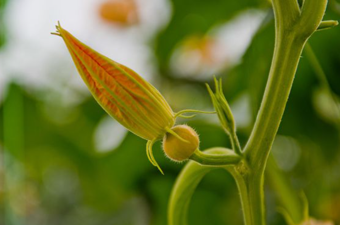 南瓜雌花开多久不能授粉