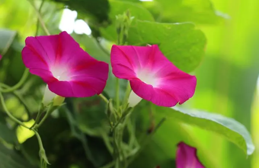 五颗牵牛花要多大的盆