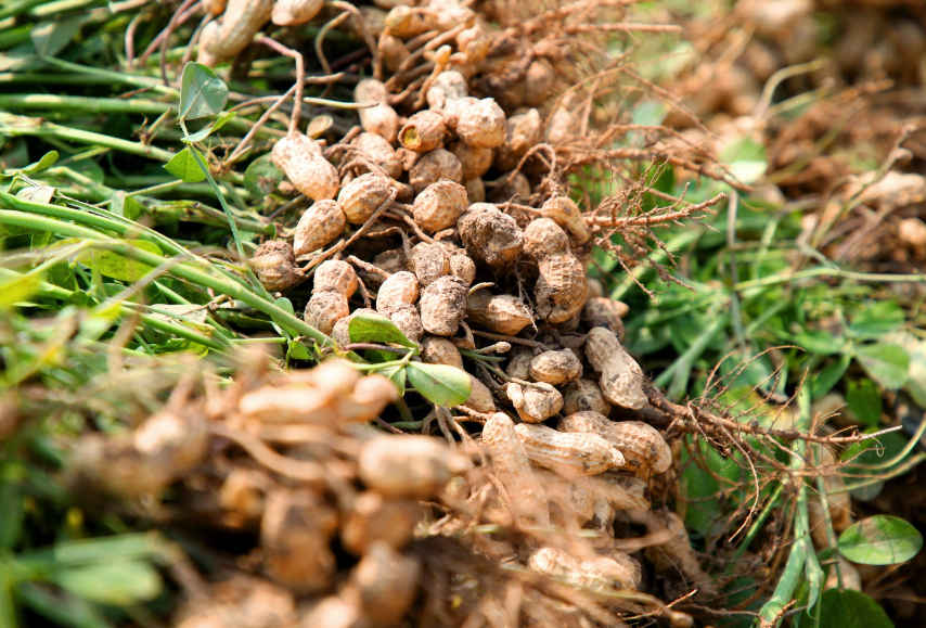 花生的最佳收获时间