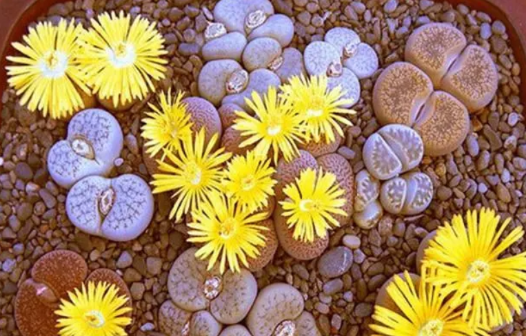 石生花只长高不长胖咋办