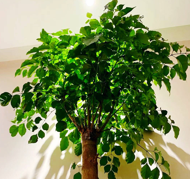 水培幸福树可以换土养吗