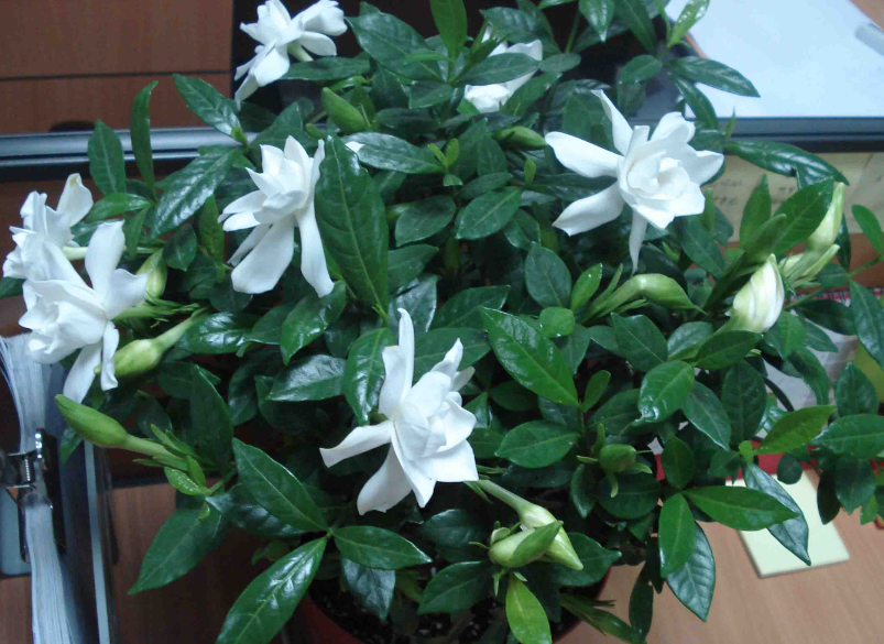 栀子花可以晒太阳不