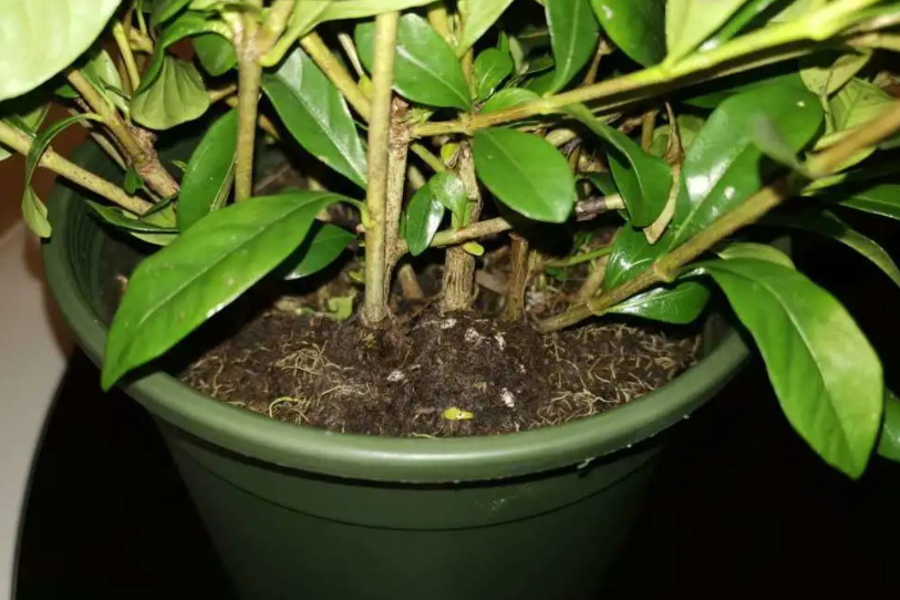 湿土栽花还需要浇水吗