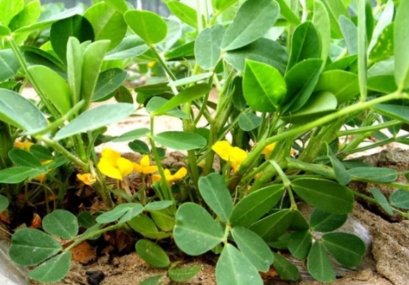 夏花生最佳播种时间