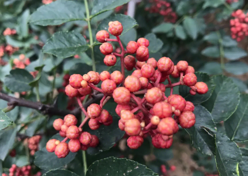农村种植花椒项目怎么样