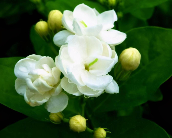 茉莉花能放家里吗