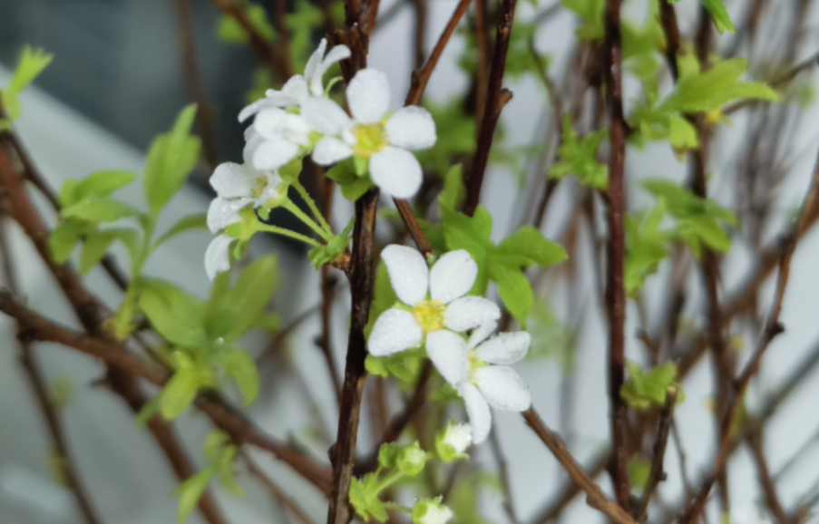 雪柳干枝开花后还能活吗