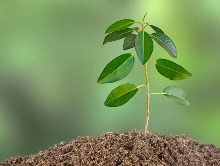 树苗是怎么培育出来的?