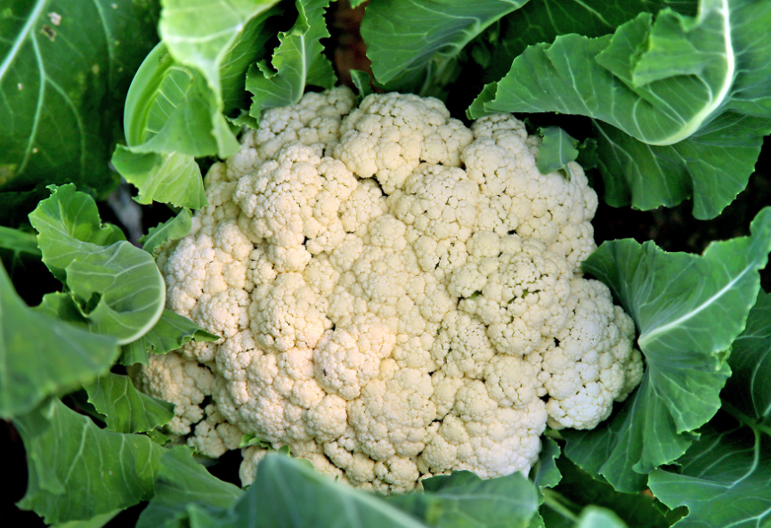 春季花菜育苗时间