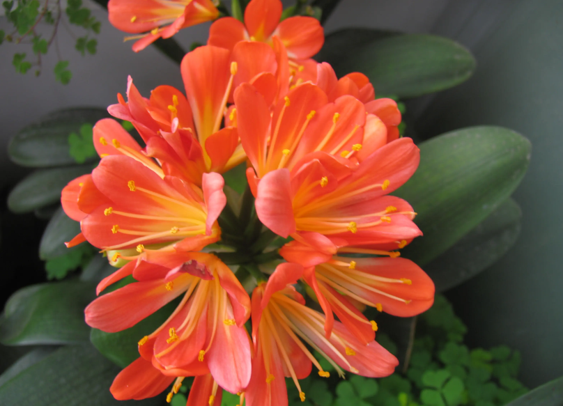 君子兰开花可以倒啤酒吗