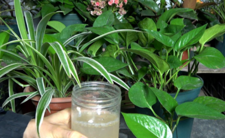 白醋可以浇花草吗