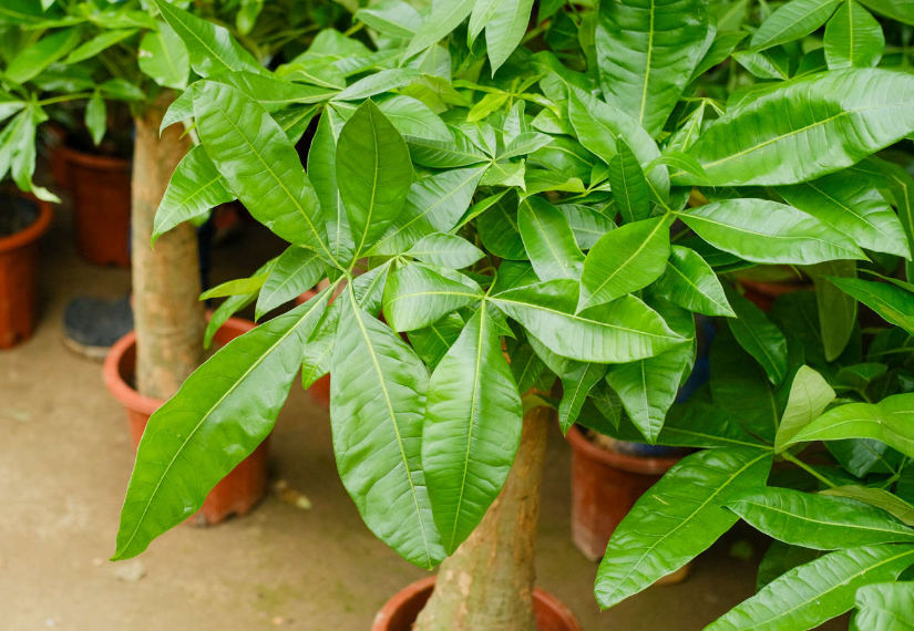 发财树摆放十大忌讳