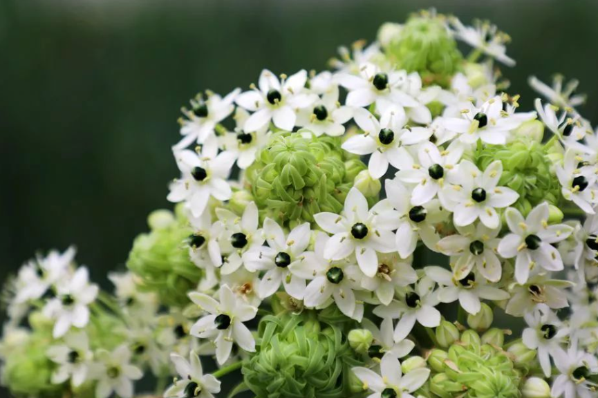 天鹅绒花是干透了再浇水吗