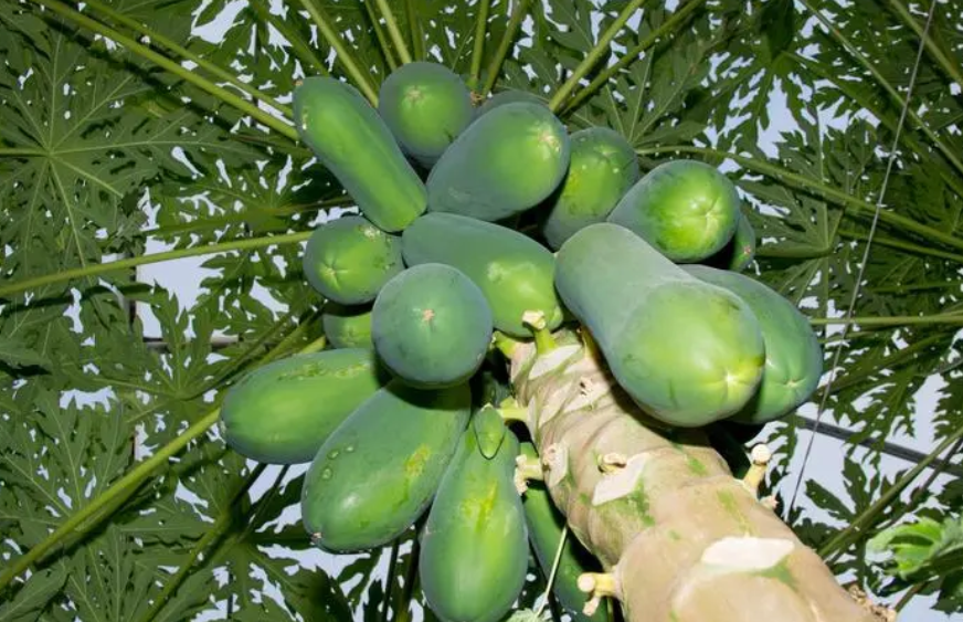 木瓜树几月份开花