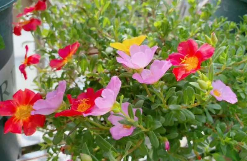 太阳花种子种植方法