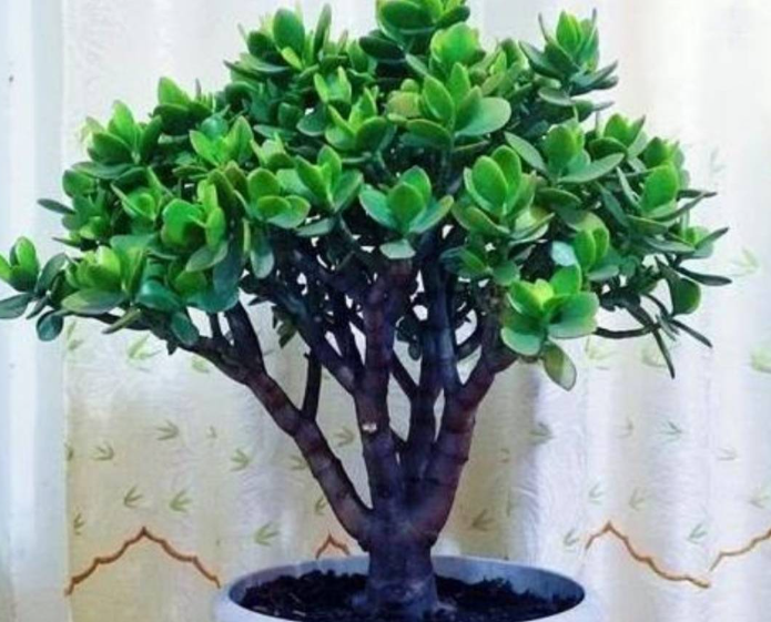 玉树什么时间插枝能成活