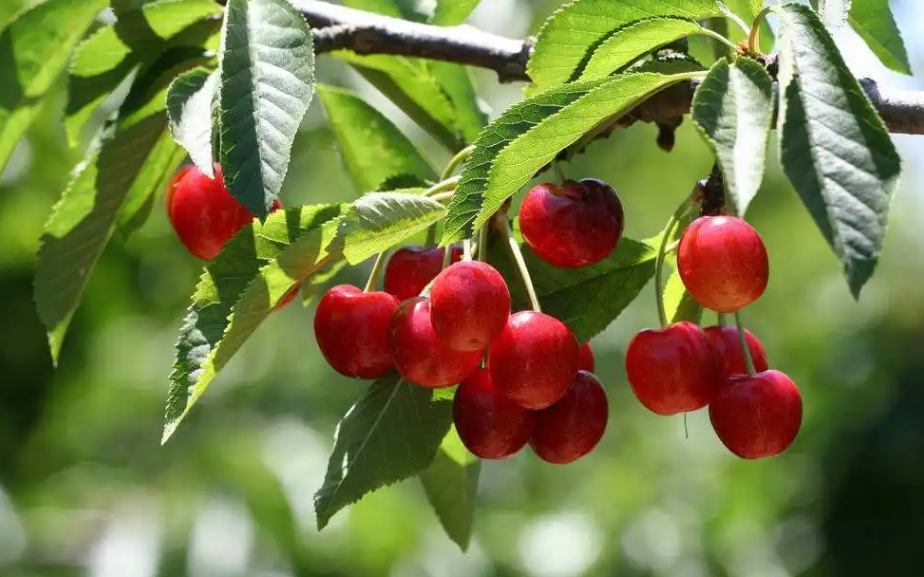 种樱桃树的风水禁忌