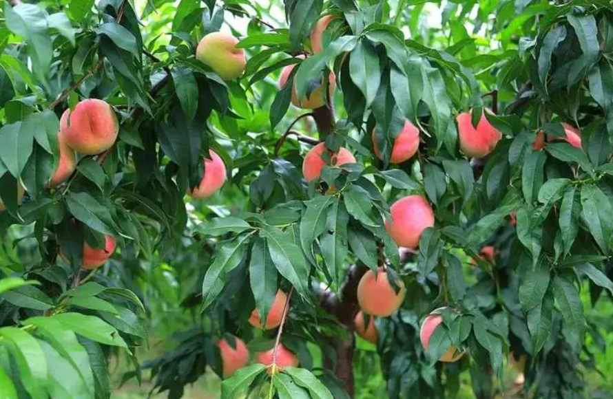 院子里种桃树风水好吗