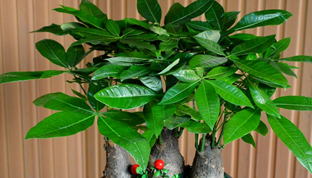 怎么种发财树才长得好