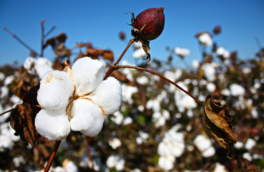 棉花适合生长在什么土里