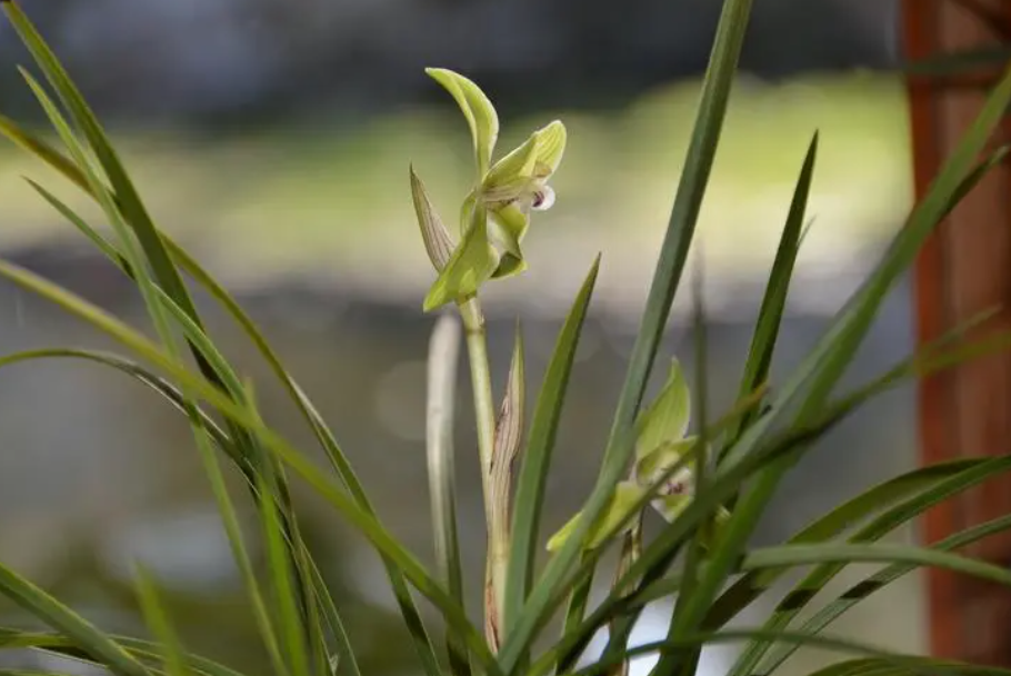 盆栽兰花能不能长时间淋雨