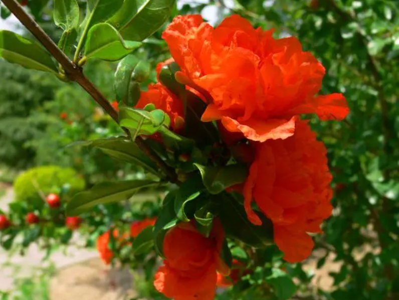 石榴花是单性花吗