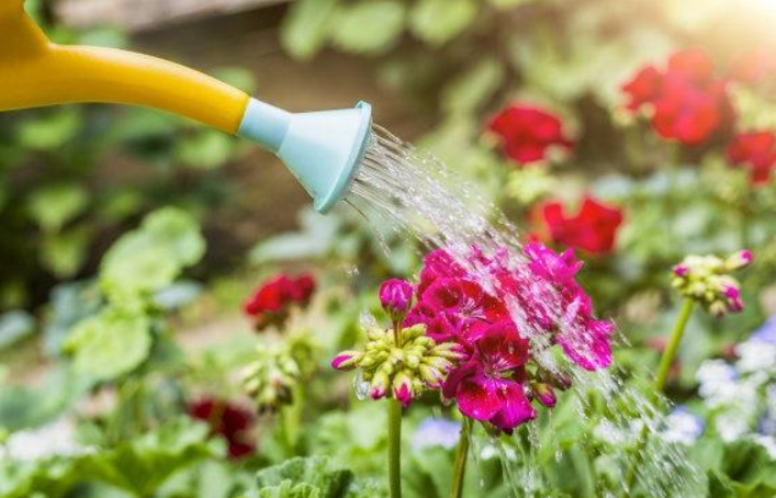 家里的自来水能直接浇花吗