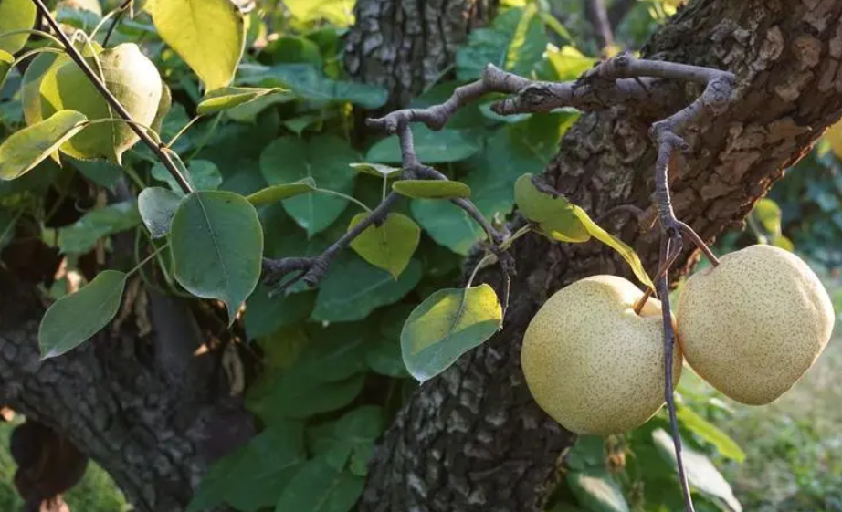 梨树直立生长的品种