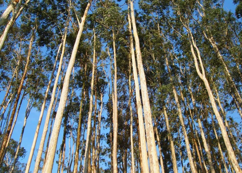 桉树种植多少年砍伐最佳