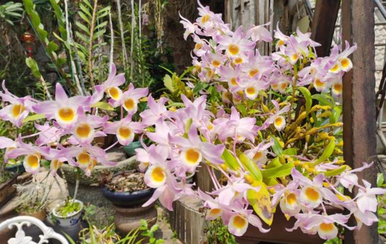 浇水对石斛开花有什么影响