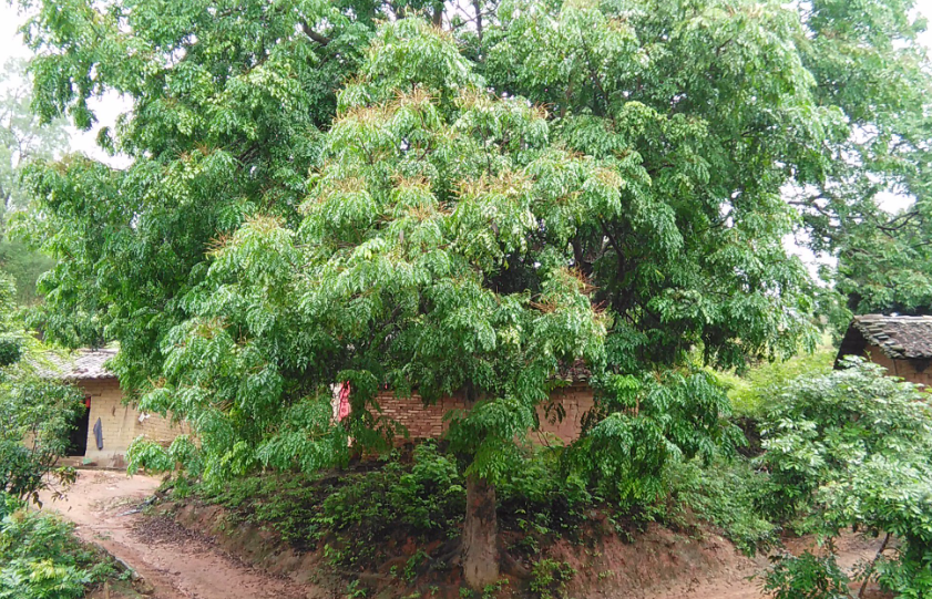 黄花梨什么时候种植最佳