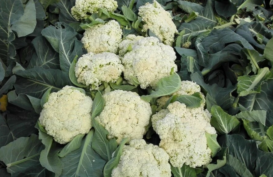 一亩地花菜可以收多少