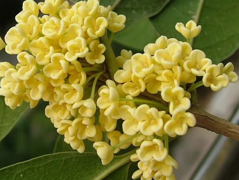 天香台阁桂花换土需养护几天