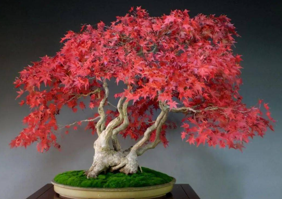 枫树盆景的养殖方法和注意事项