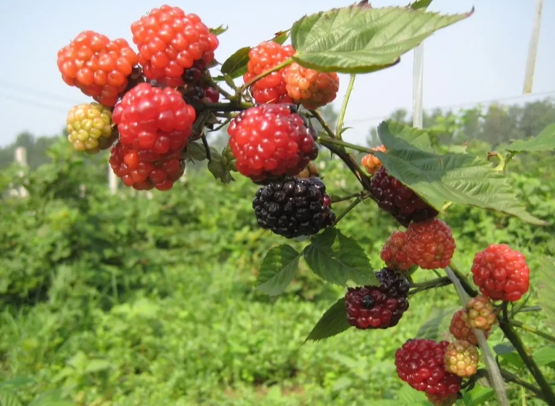 树莓几月扦插成活率高